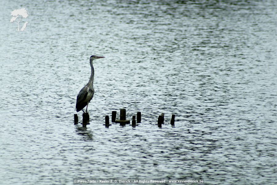 Heron, par Xavier E. G. Dierick